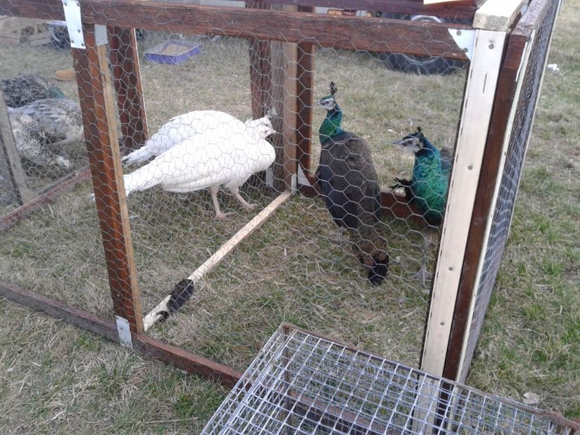 Fotografie0189 - 19 --- targ monor 12 03 2017