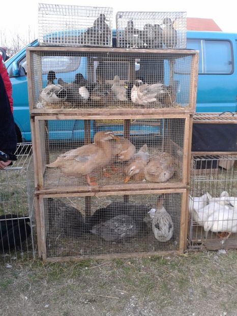 Fotografie0190 - 19 --- targ monor 12 03 2017