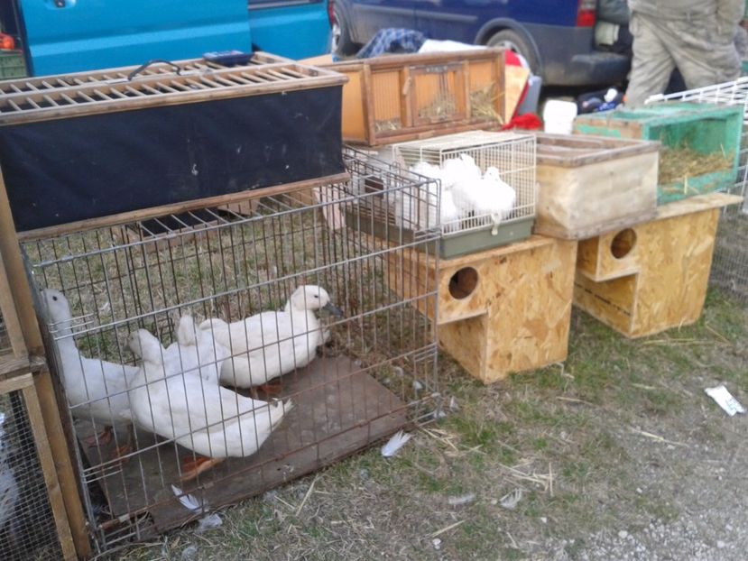 Fotografie0191 - 19 --- targ monor 12 03 2017