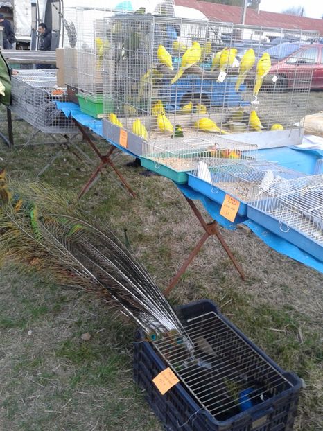 Fotografie0193 - 19 --- targ monor 12 03 2017