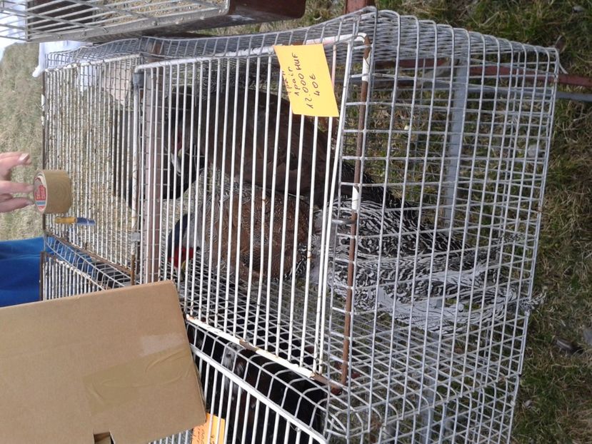 Fotografie0195 - 19 --- targ monor 12 03 2017