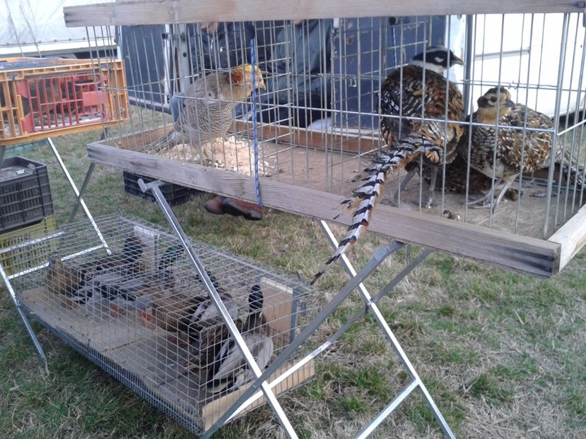 Fotografie0197 - 19 --- targ monor 12 03 2017