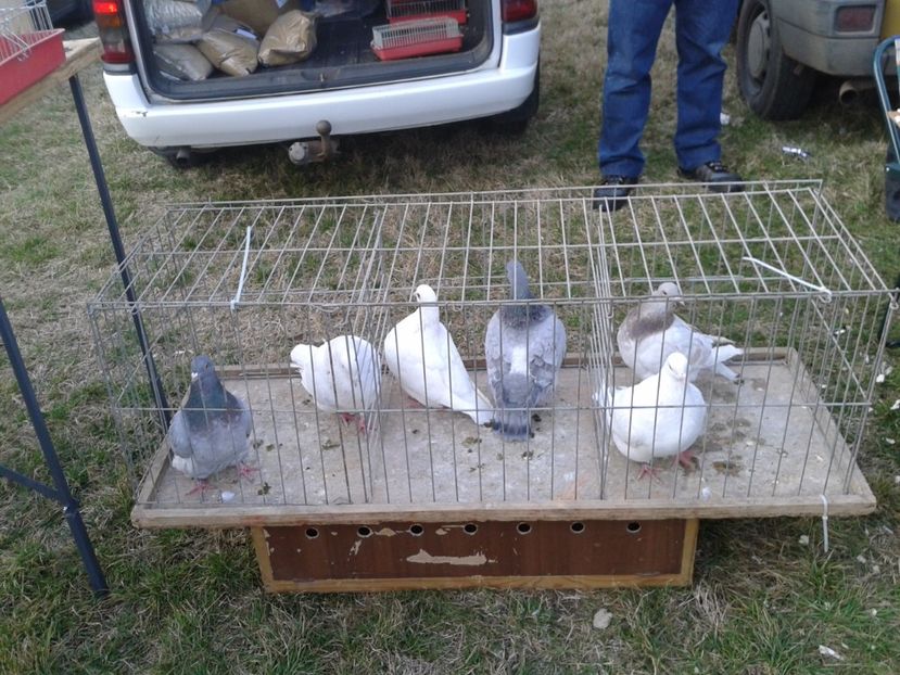 Fotografie0198 - 19 --- targ monor 12 03 2017