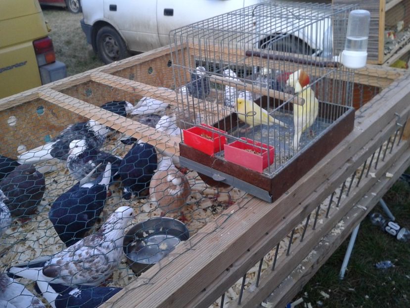 Fotografie0199 - 19 --- targ monor 12 03 2017