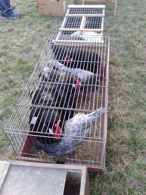 Fotografie0200 - 19 --- targ monor 12 03 2017