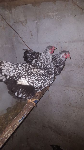 Wyandotte argintiu - 0 Comenzi Oua incubat