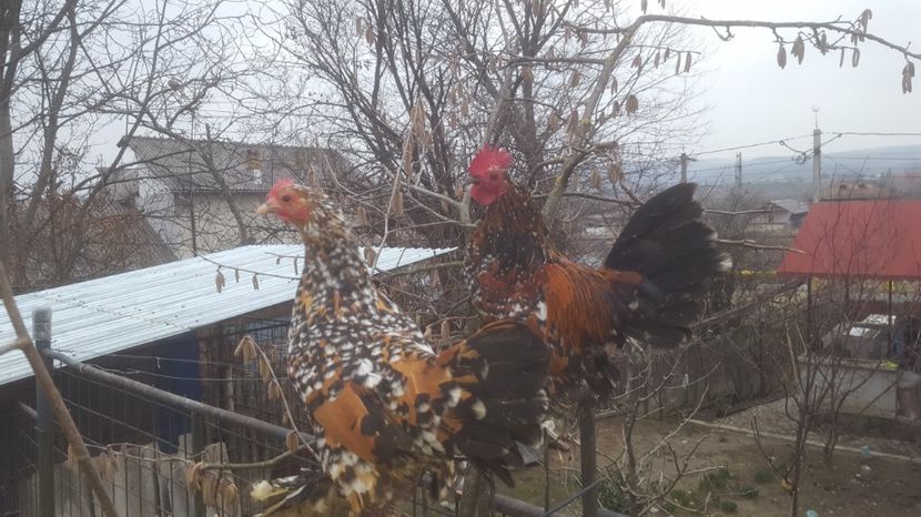 Mii de flori portelan - 0 Comenzi Oua incubat