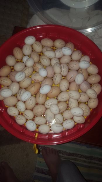 - - 0 Comenzi Oua incubat