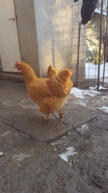 Plymouth galben - 0 Comenzi Oua incubat