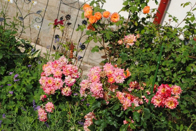 iunie - 2016 gradina mea