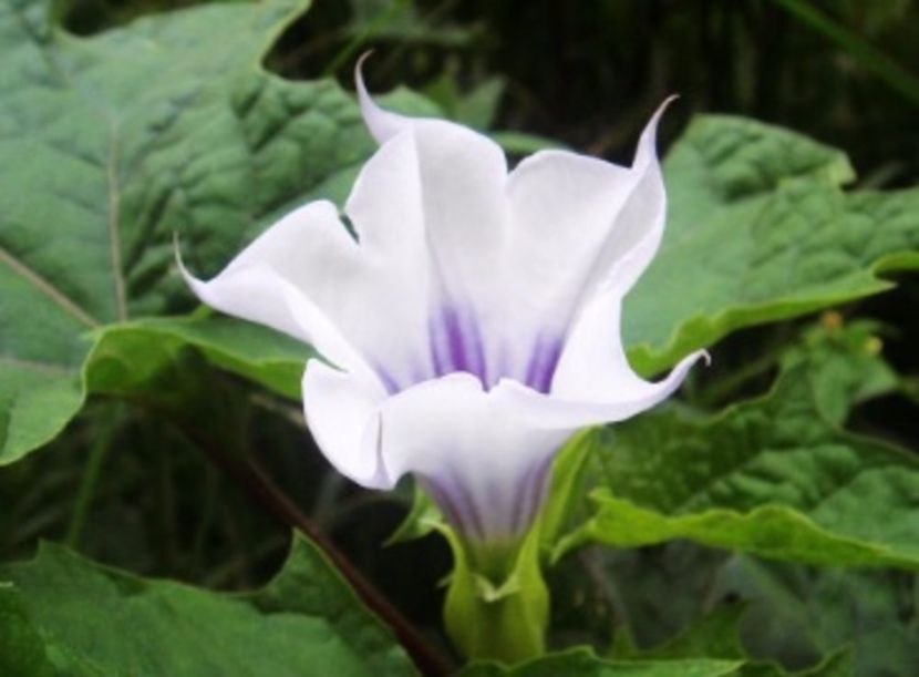 Brugmansia Sanguinea alb cu mov - ACASA-De vinzare-Flori-Arbusti-Seminte 2017