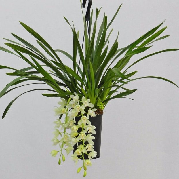 ice-cascade - cymbidium