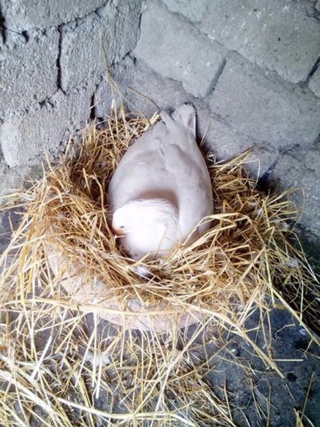 Isi pregateste cuibul, in cateva zile cred ca o sa pice - Gaste matca 2017