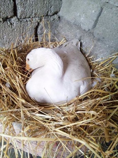 Baba - Gaste matca 2017