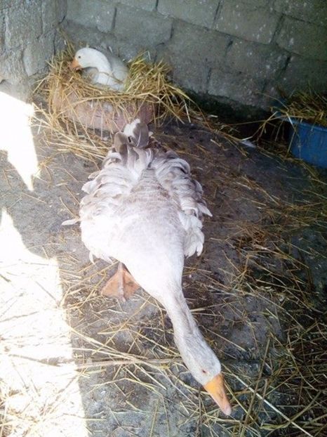 Bodyguard :)) - Gaste matca 2017