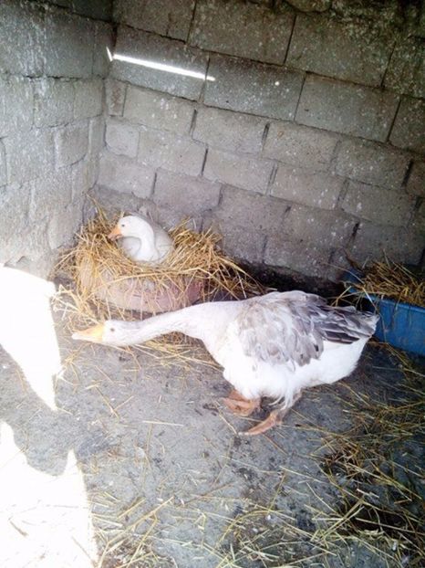 Facatorul de vanatai:)) - Gaste matca 2017