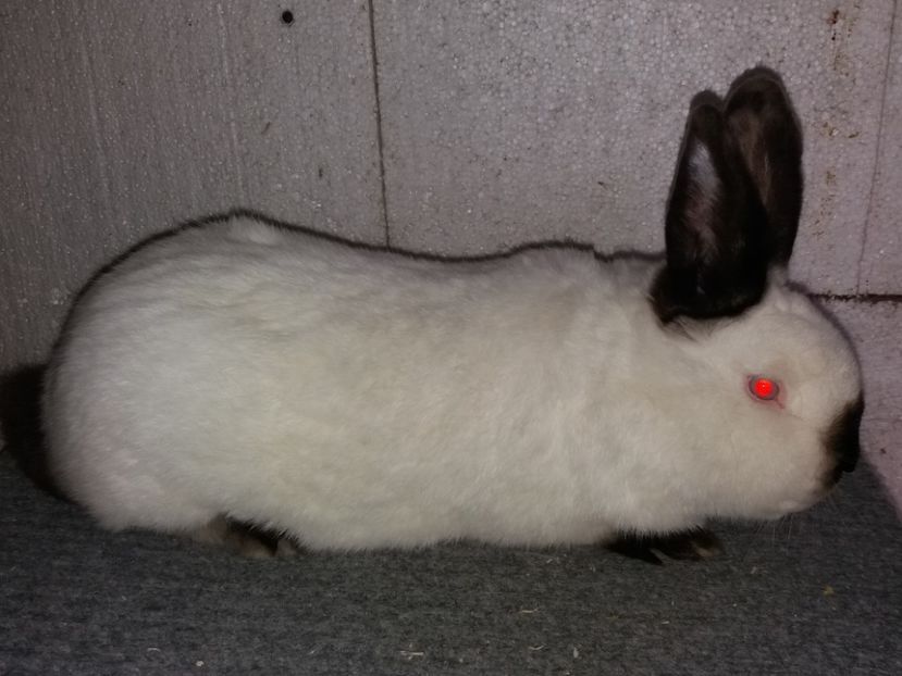  - Arhivă-Californieni