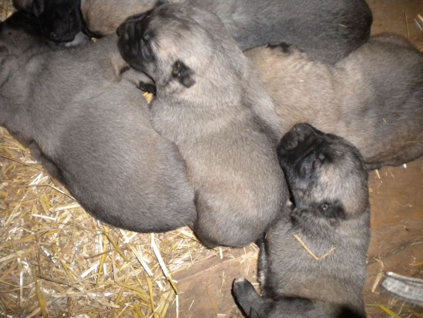 Pui Apollo si Urza Gerasus Defensor la 17 zile - CATEI KANGAL DE VANZARE