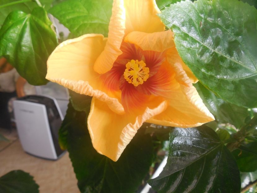  - Tahitian Arcturus Queen