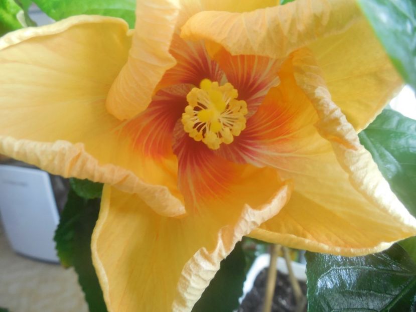  - Tahitian Arcturus Queen