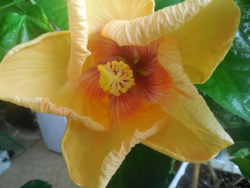  - Tahitian Arcturus Queen