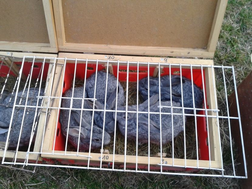 Fotografie0201 - 19 --- targ monor 12 03 2017