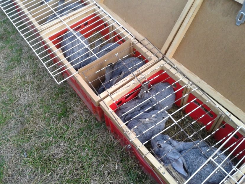 Fotografie0202 - 19 --- targ monor 12 03 2017