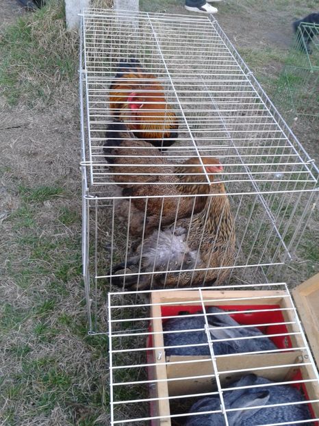 Fotografie0203 - 19 --- targ monor 12 03 2017