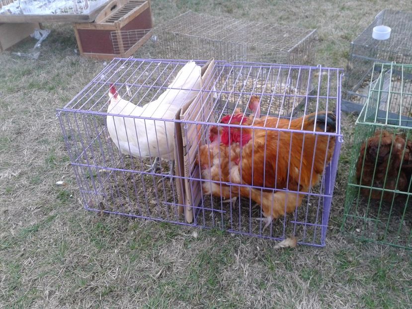 Fotografie0204 - 19 --- targ monor 12 03 2017