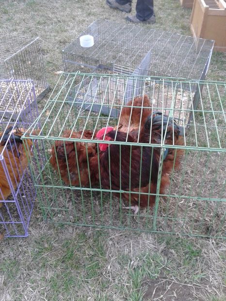 Fotografie0205 - 19 --- targ monor 12 03 2017