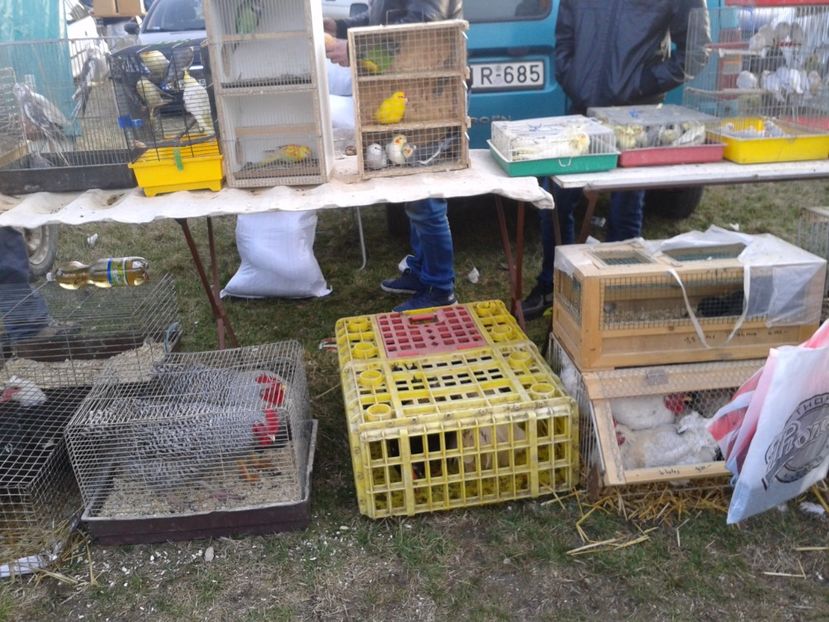 Fotografie0208 - 19 --- targ monor 12 03 2017