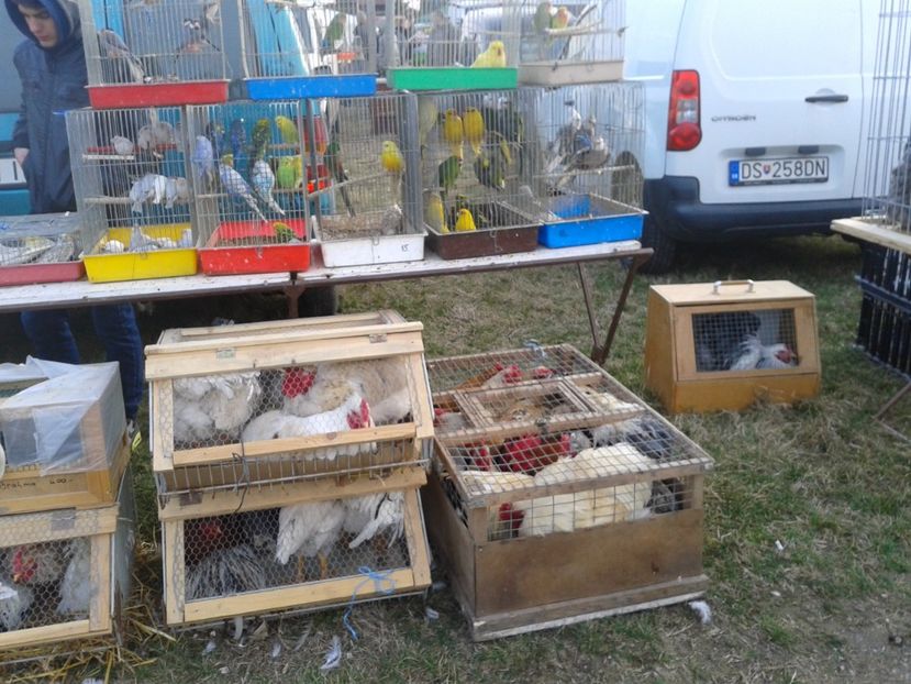 Fotografie0209 - 19 --- targ monor 12 03 2017