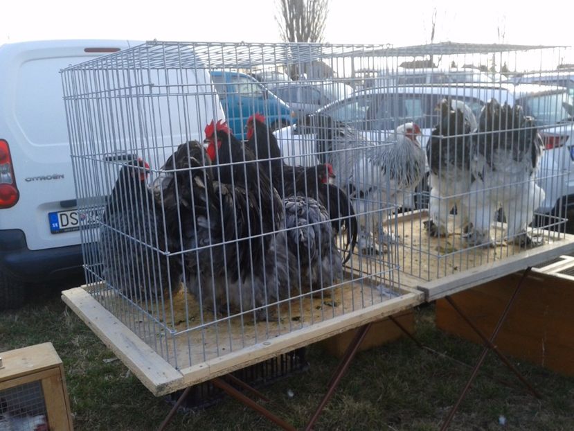 Fotografie0210 - 19 --- targ monor 12 03 2017