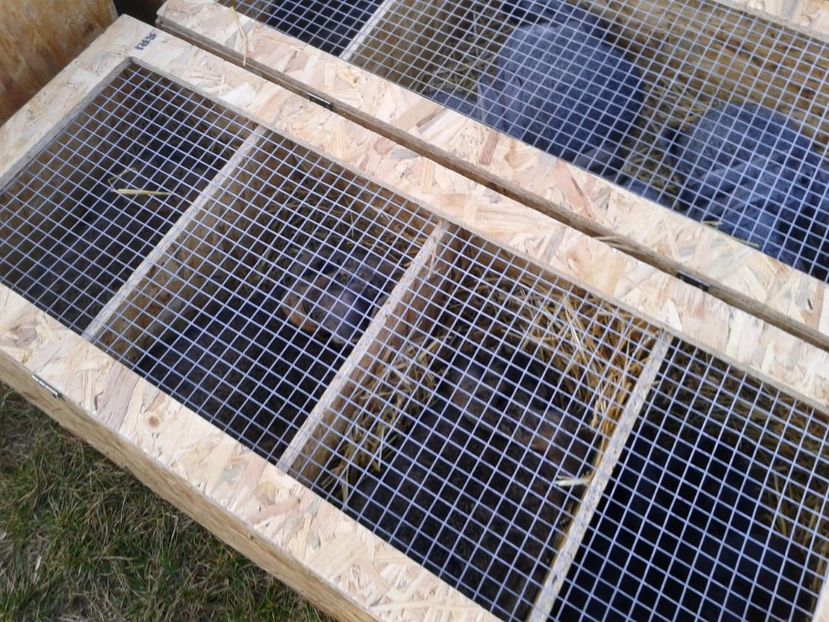 Fotografie0213 - 19 --- targ monor 12 03 2017