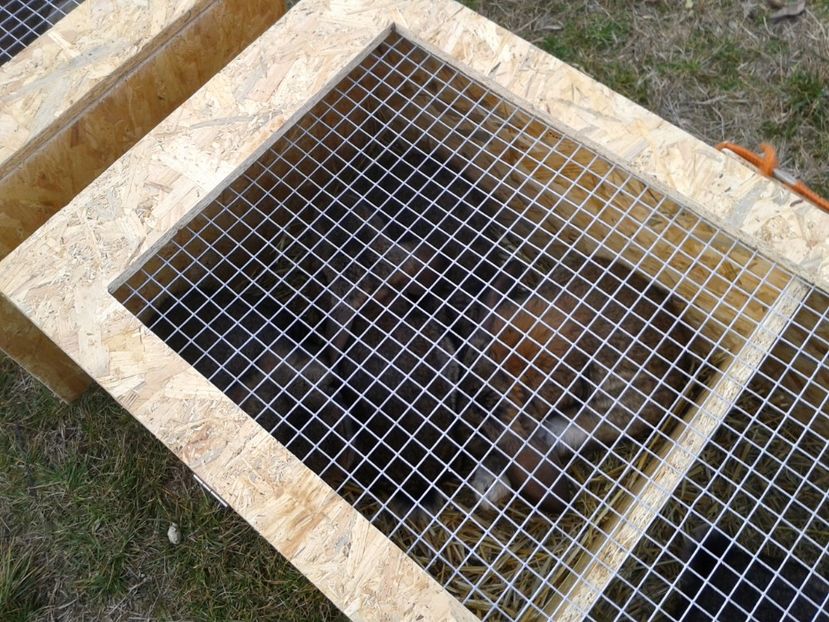 Fotografie0214 - 19 --- targ monor 12 03 2017