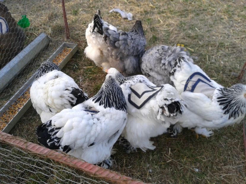 Fotografie0216 - 19 --- targ monor 12 03 2017