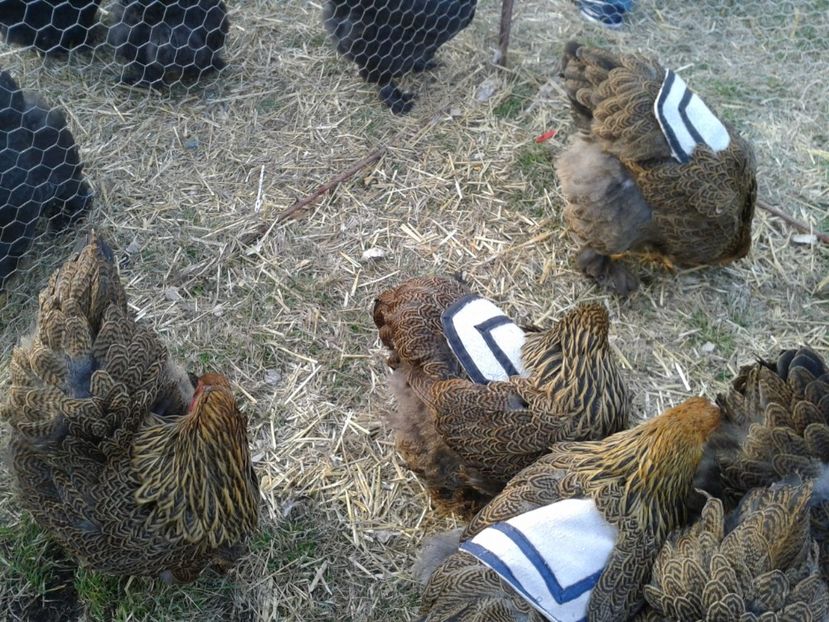 Fotografie0218 - 19 --- targ monor 12 03 2017