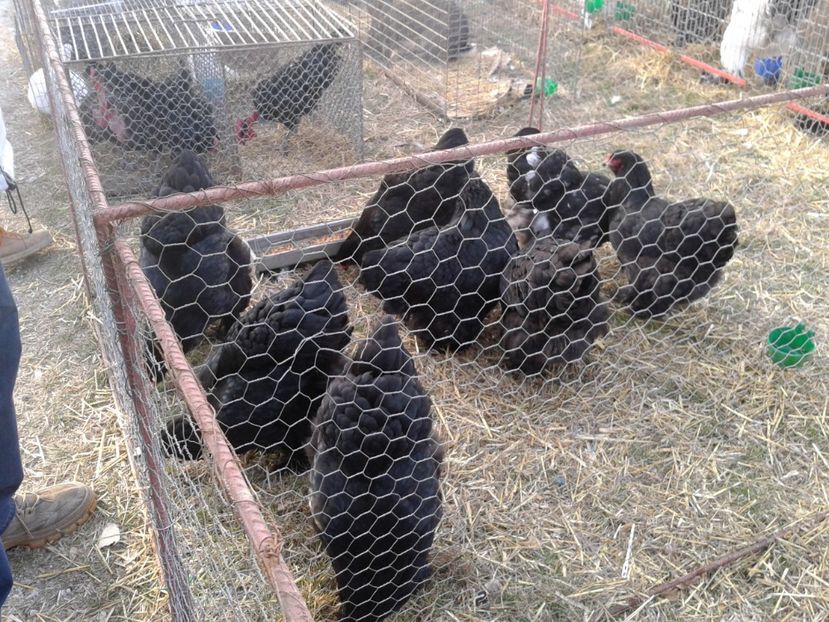 Fotografie0219 - 19 --- targ monor 12 03 2017