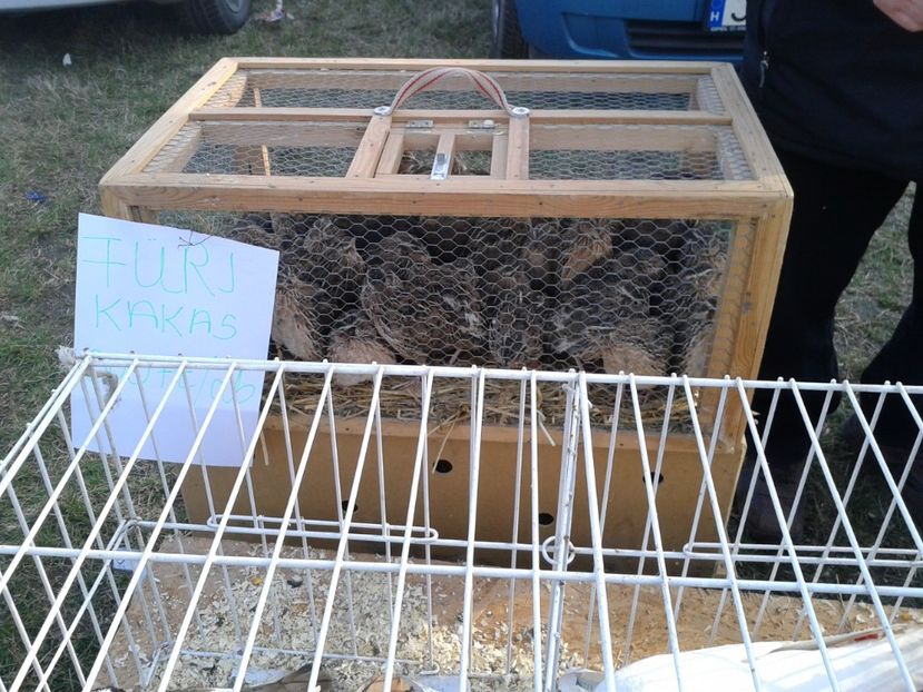 Fotografie0221 - 19 --- targ monor 12 03 2017