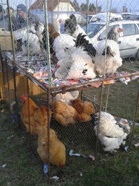 Fotografie0222 - 19 --- targ monor 12 03 2017