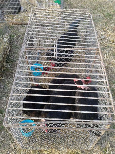 Fotografie0224 - 19 --- targ monor 12 03 2017