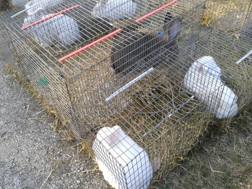 Fotografie0225 - 19 --- targ monor 12 03 2017