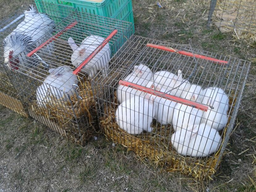 Fotografie0227 - 19 --- targ monor 12 03 2017