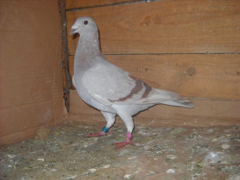 F.2015 - PORUMBEI VANDUTI