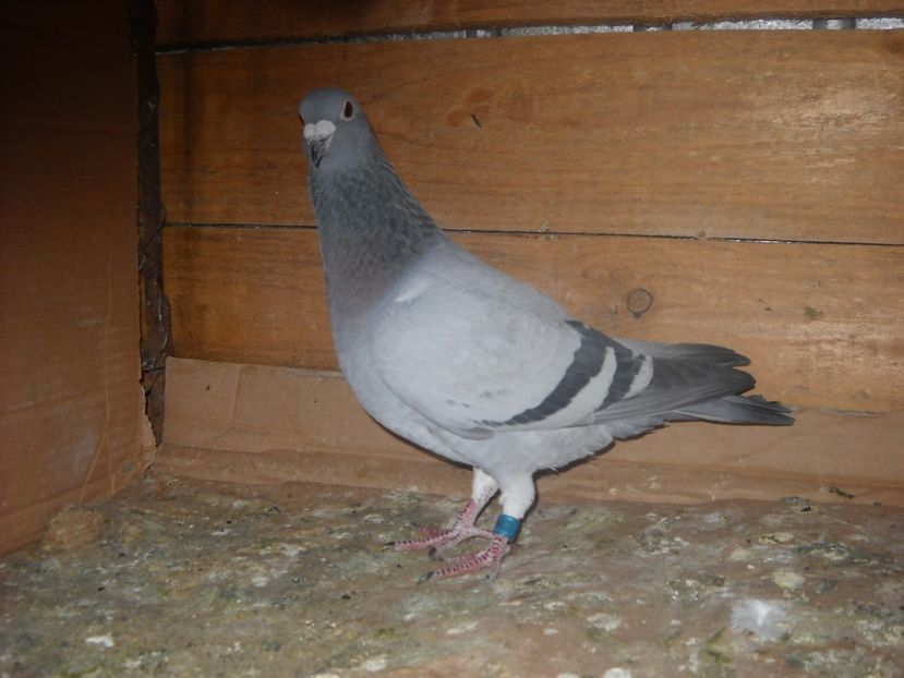 F.2015-30 ron. - PORUMBEI VANDUTI