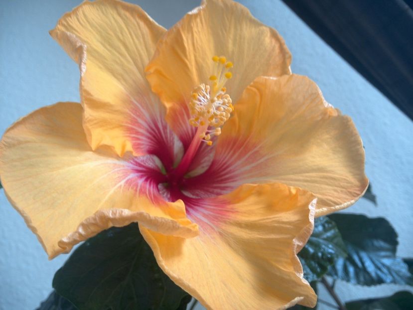 WIN_20170315_122027 - Tahitian Arcturus Queen