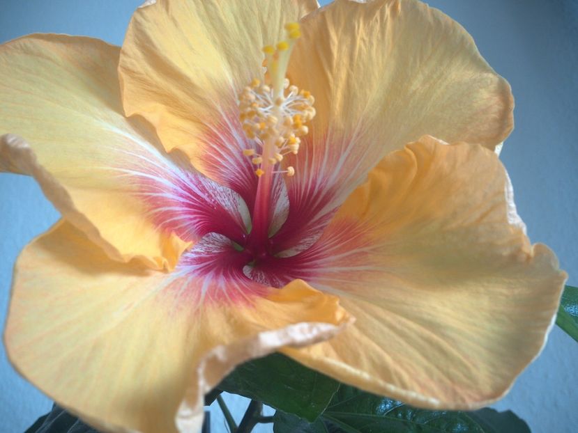 WIN_20170315_122104 - Tahitian Arcturus Queen