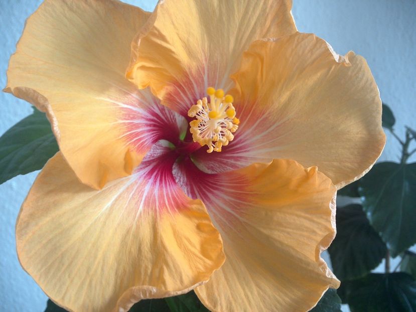 WIN_20170315_122225 - Tahitian Arcturus Queen