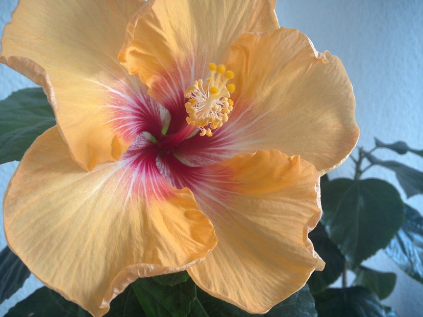 WIN_20170315_122239 - Tahitian Arcturus Queen