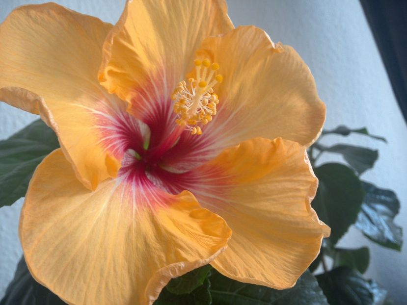 WIN_20170315_122246 - Tahitian Arcturus Queen